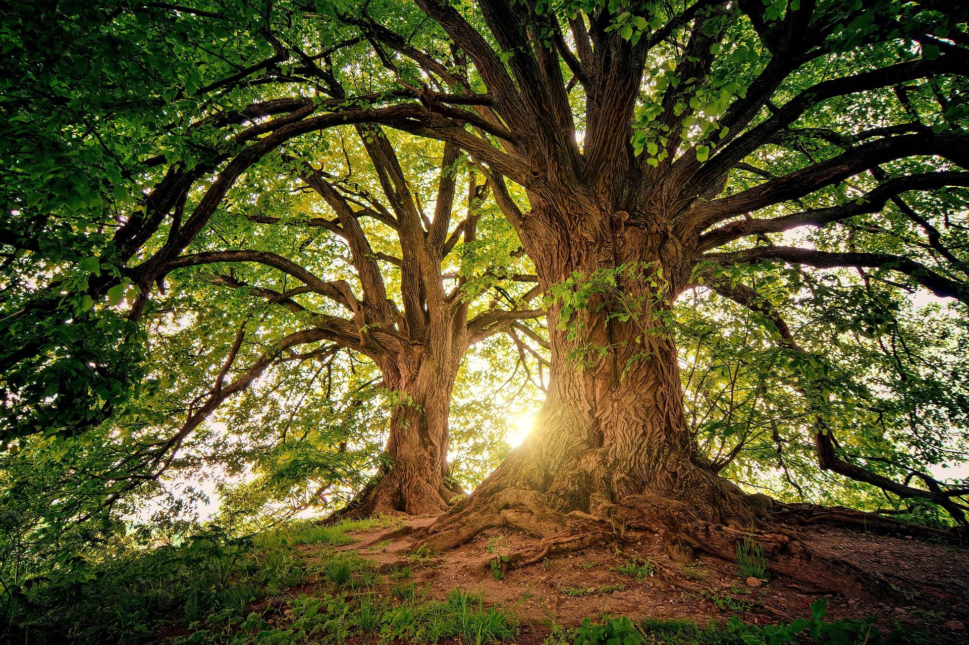 Deux arbres anciens sous le soleil — force et enracinement
